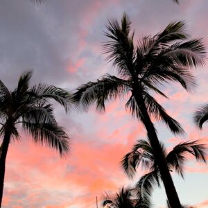 sunset with palms