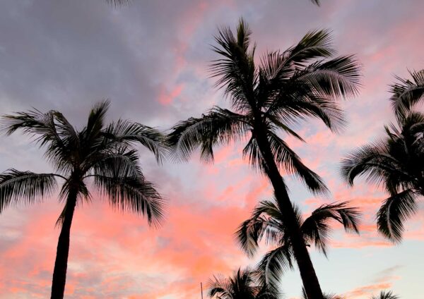 sunset with palms